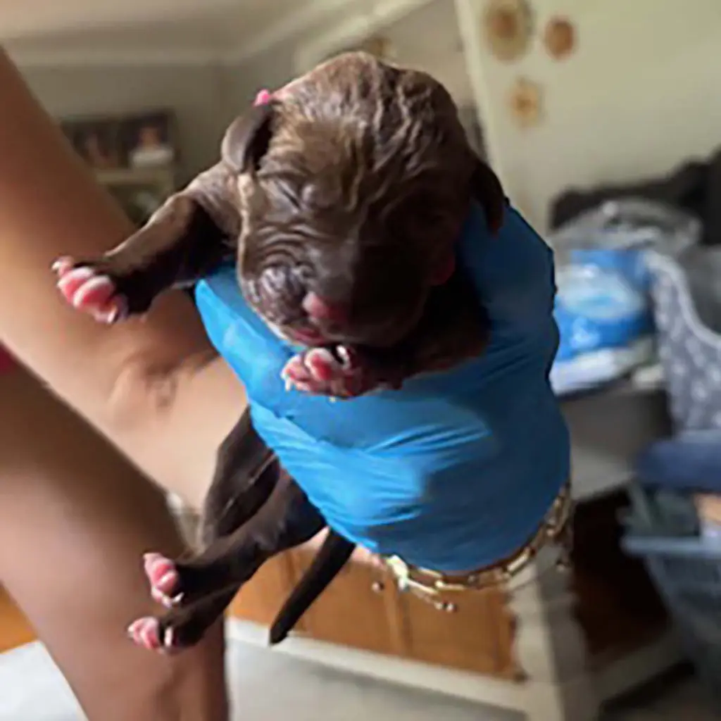 Princess Pup Merida