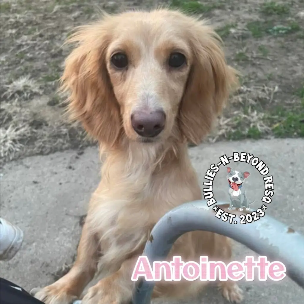 Antoinette