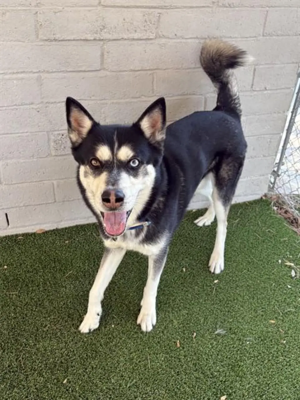LOKI