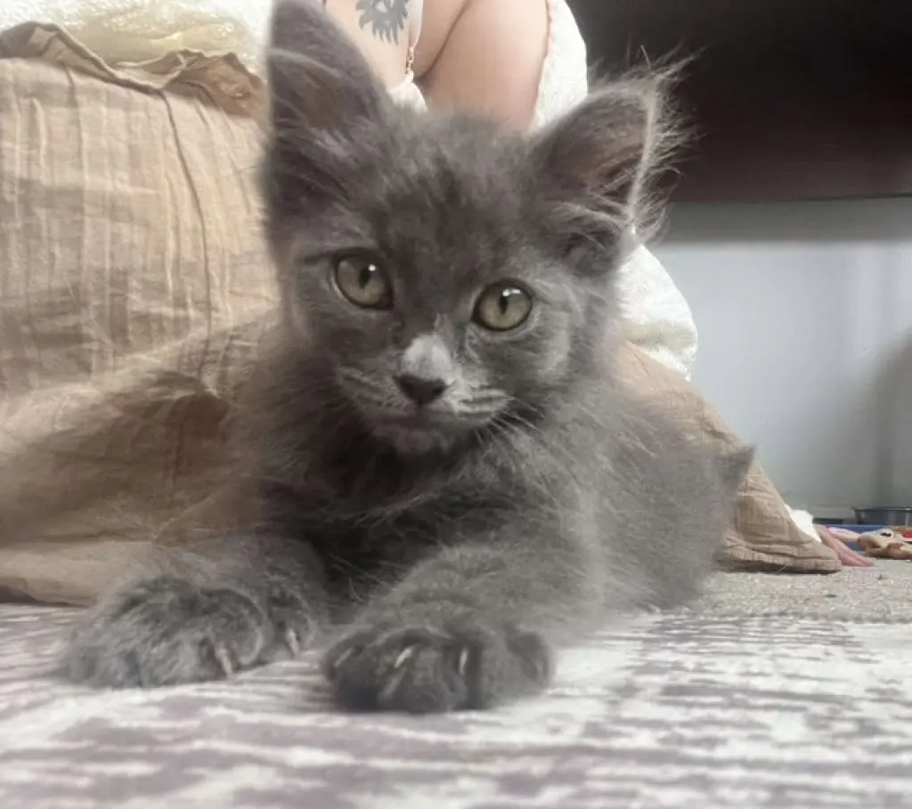 Bellatrix