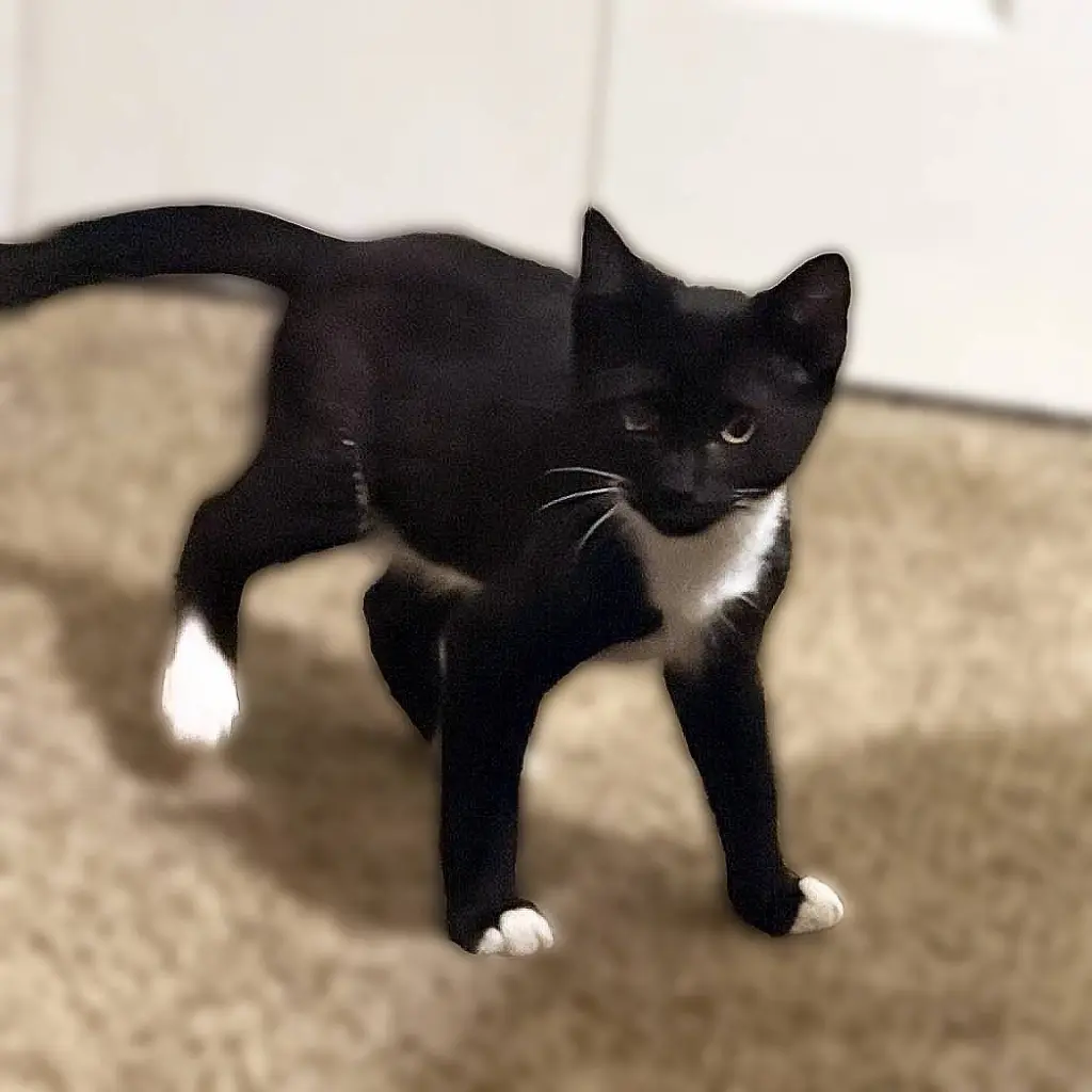 Tuxy