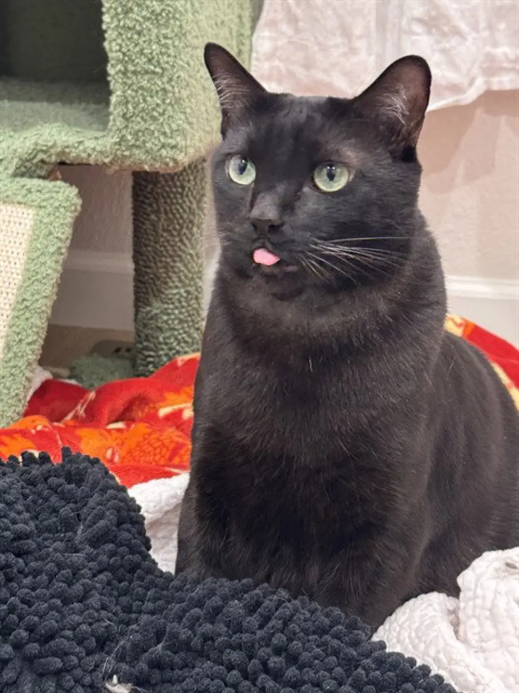 MILO