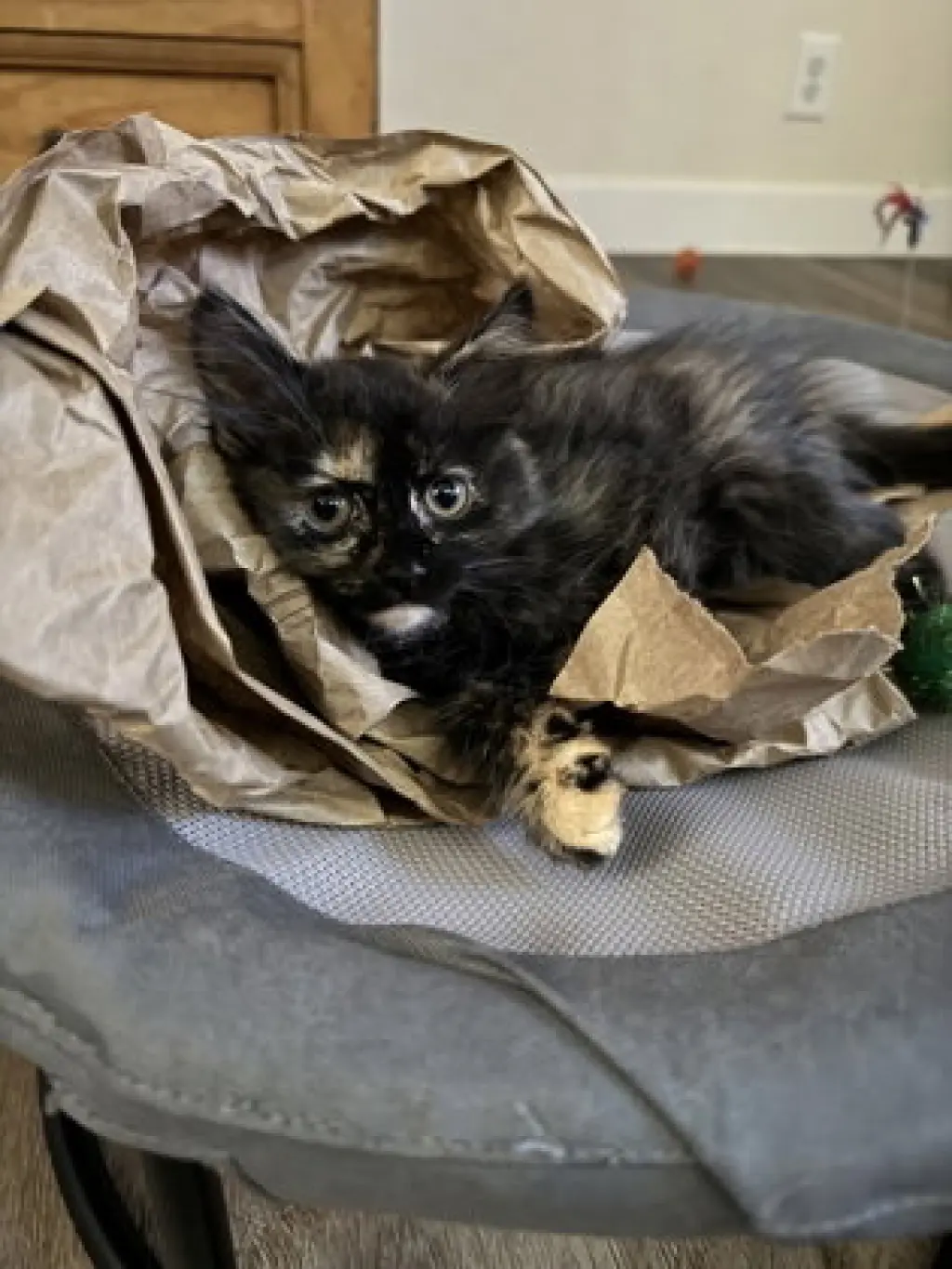 Cat Benetar