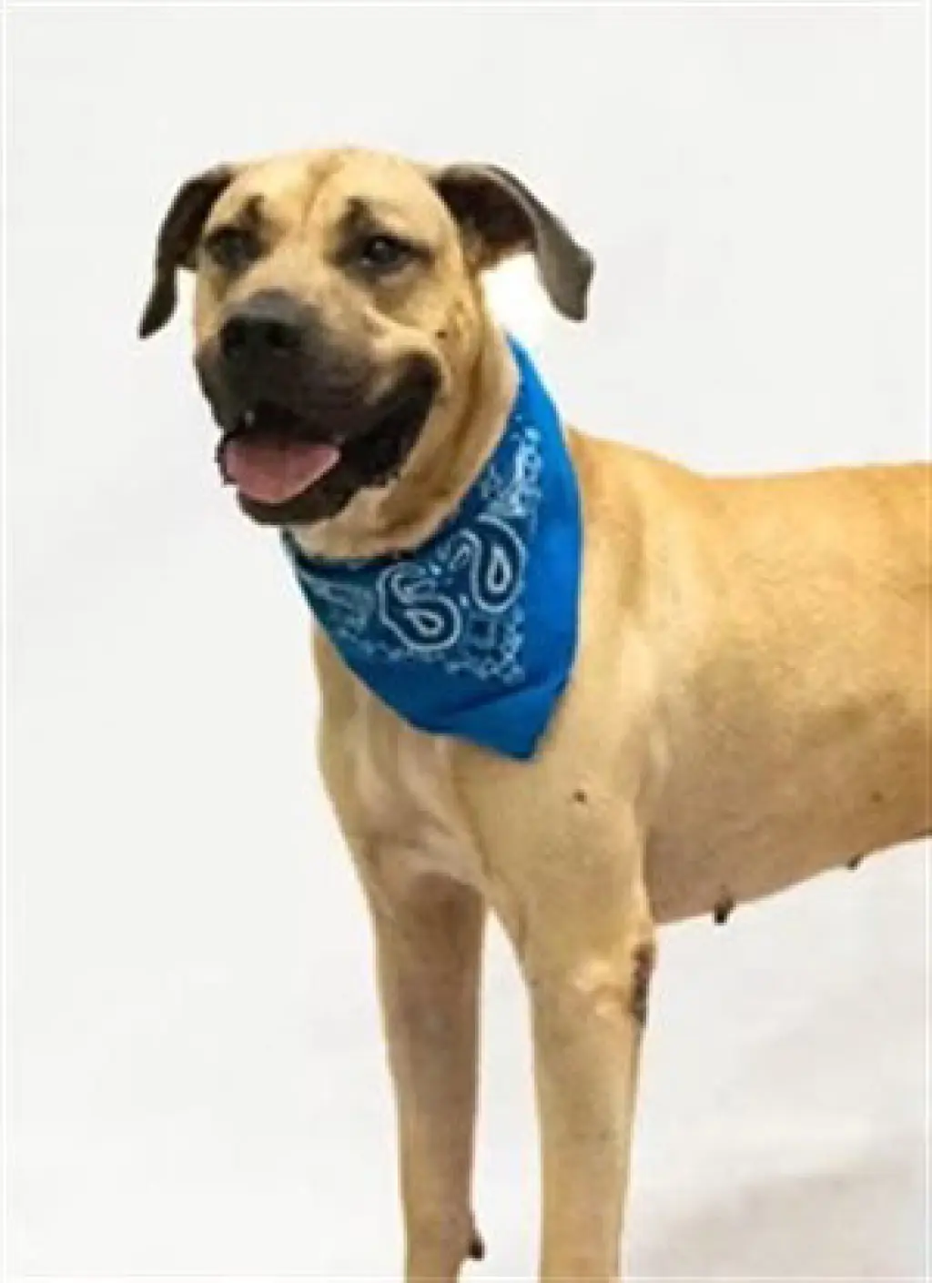 SCOOBY