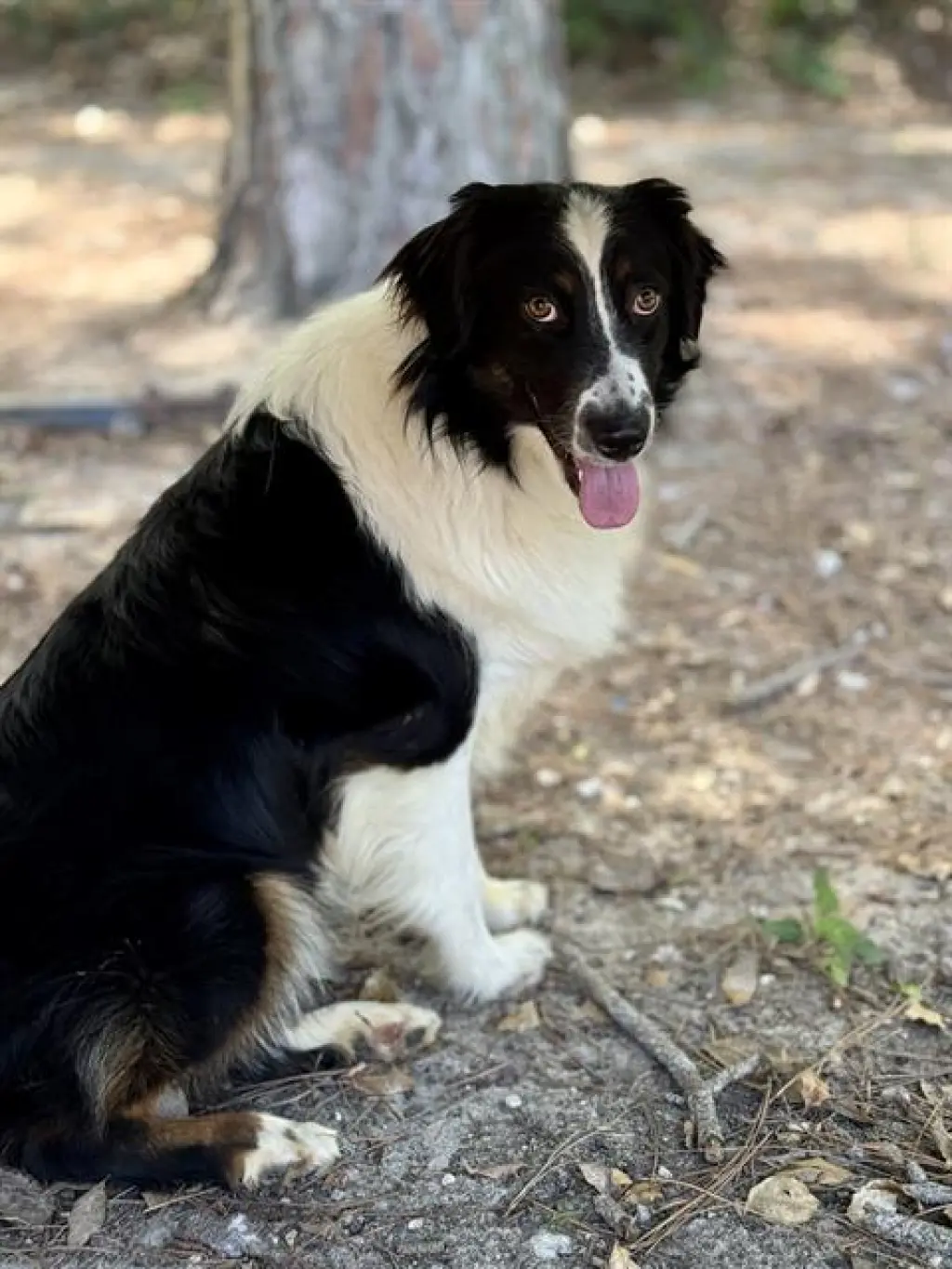 PIPER