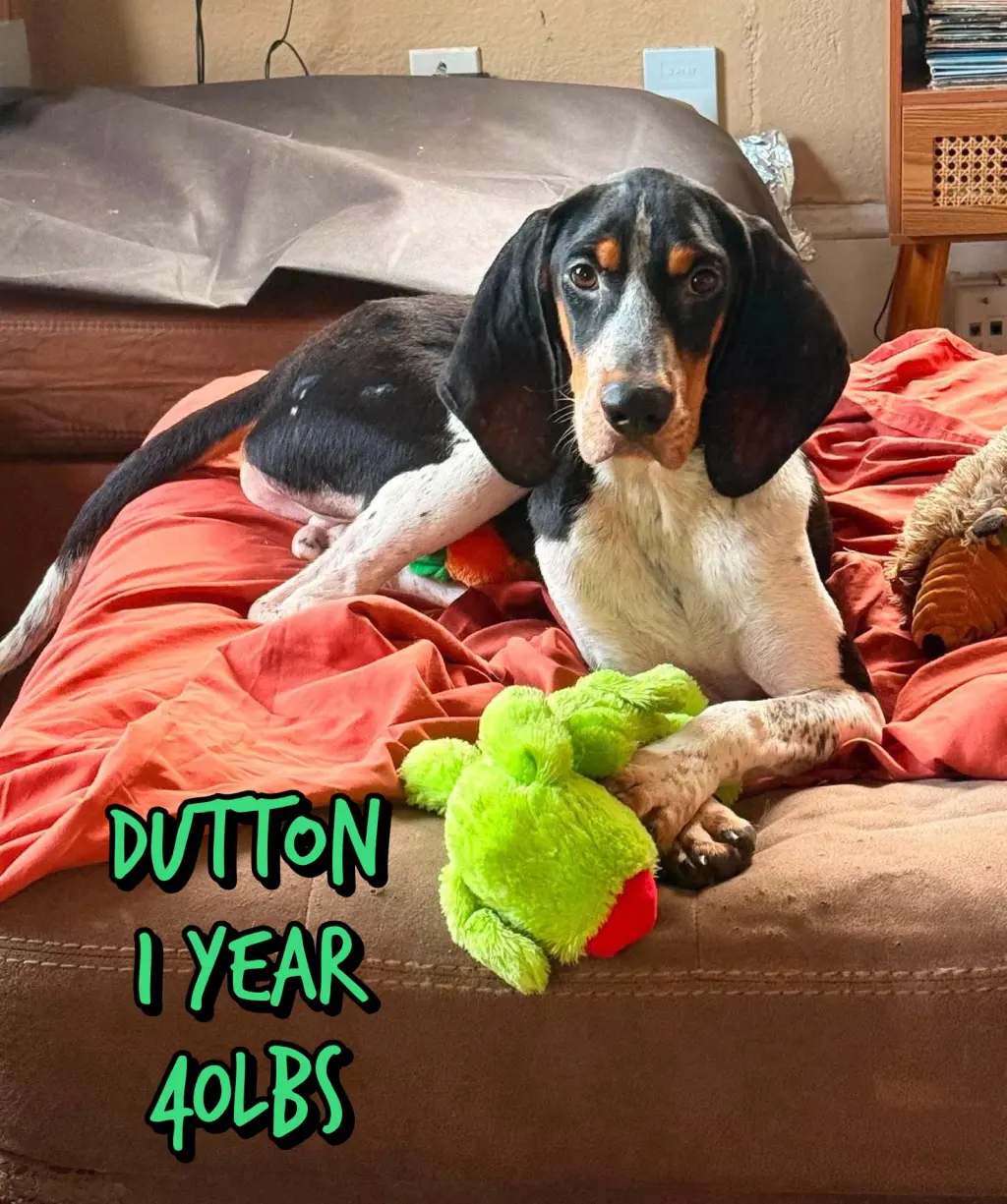 DUTTON