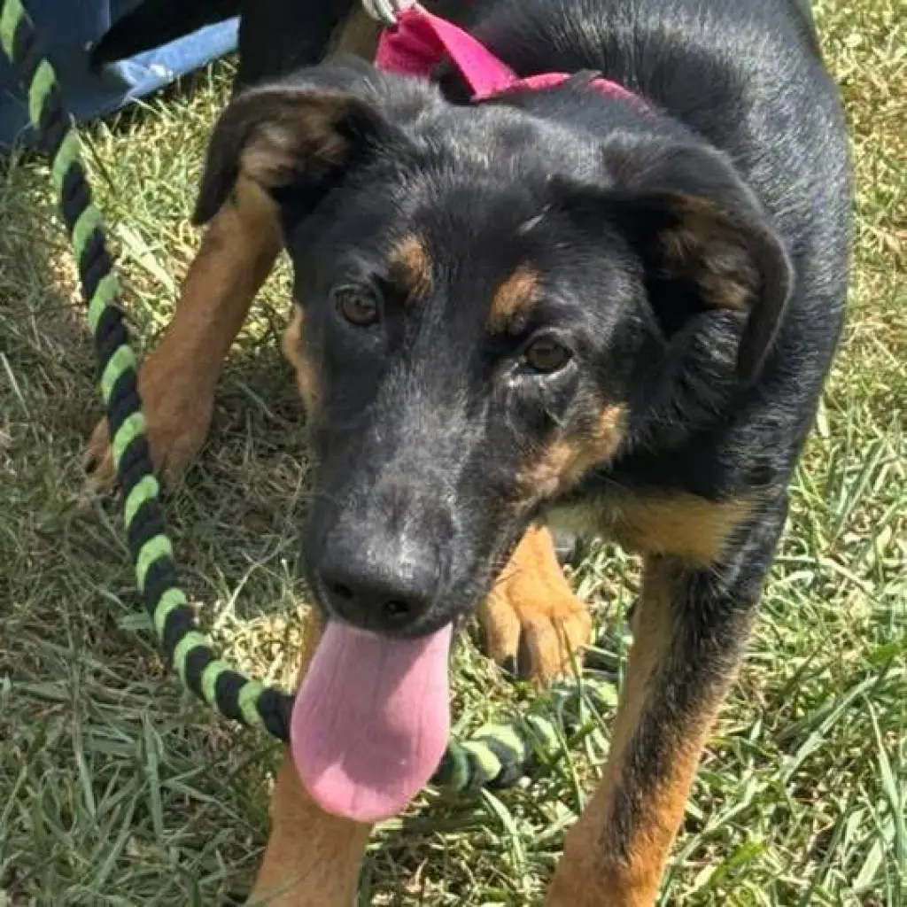 Ruby: not at the shelter (Alan)