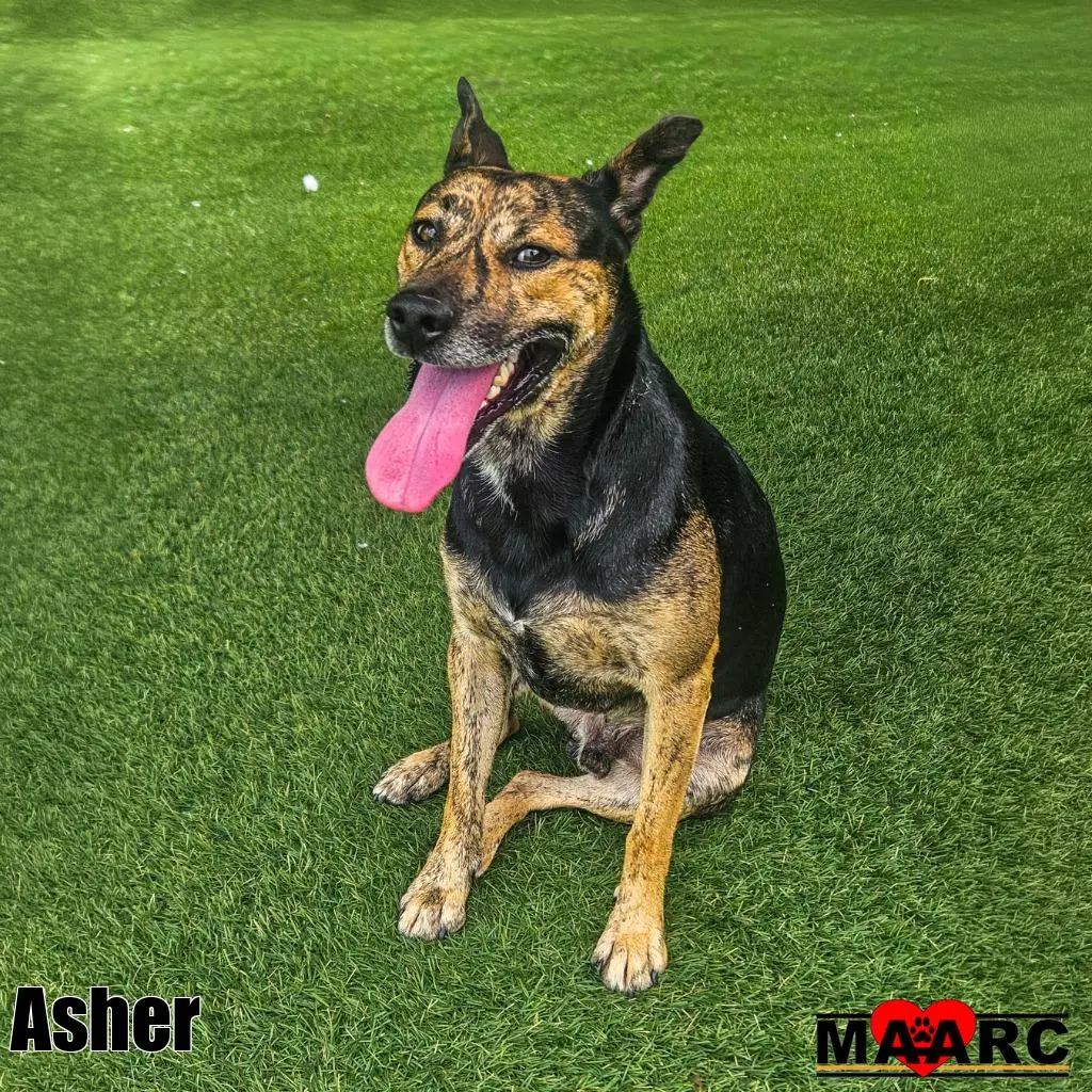 Asher