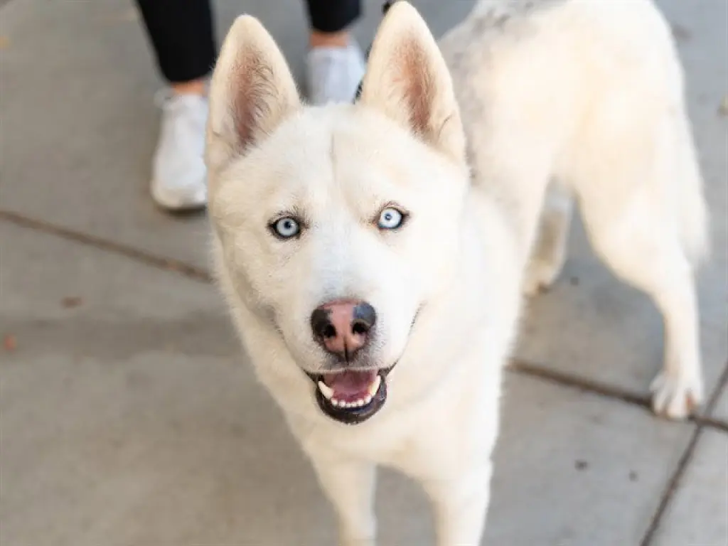 YUKON