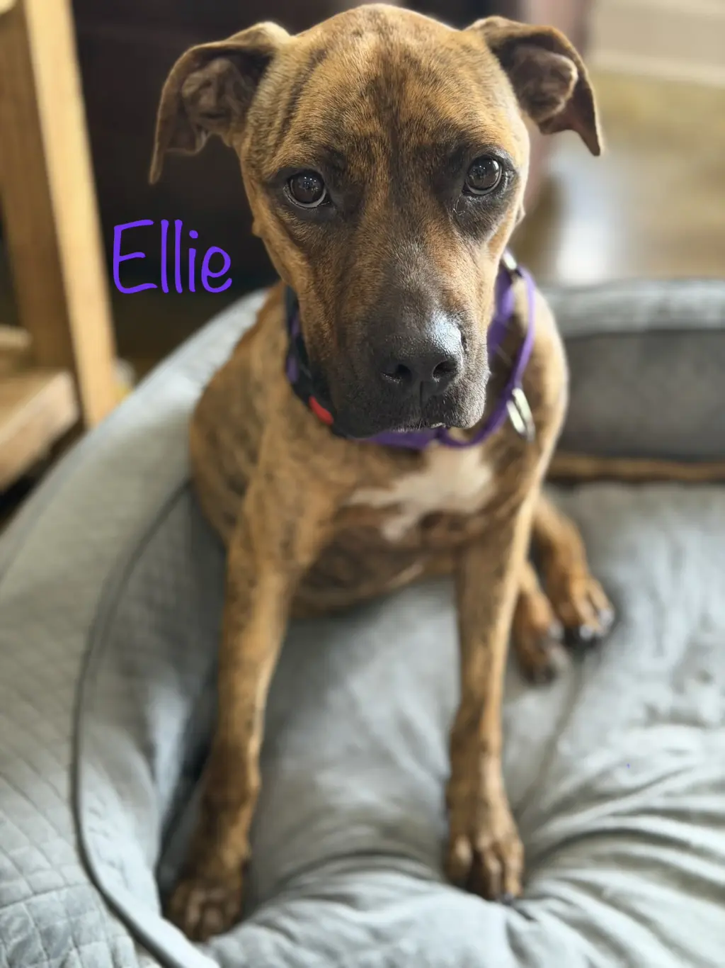Ellie - brindle boxer beauty
