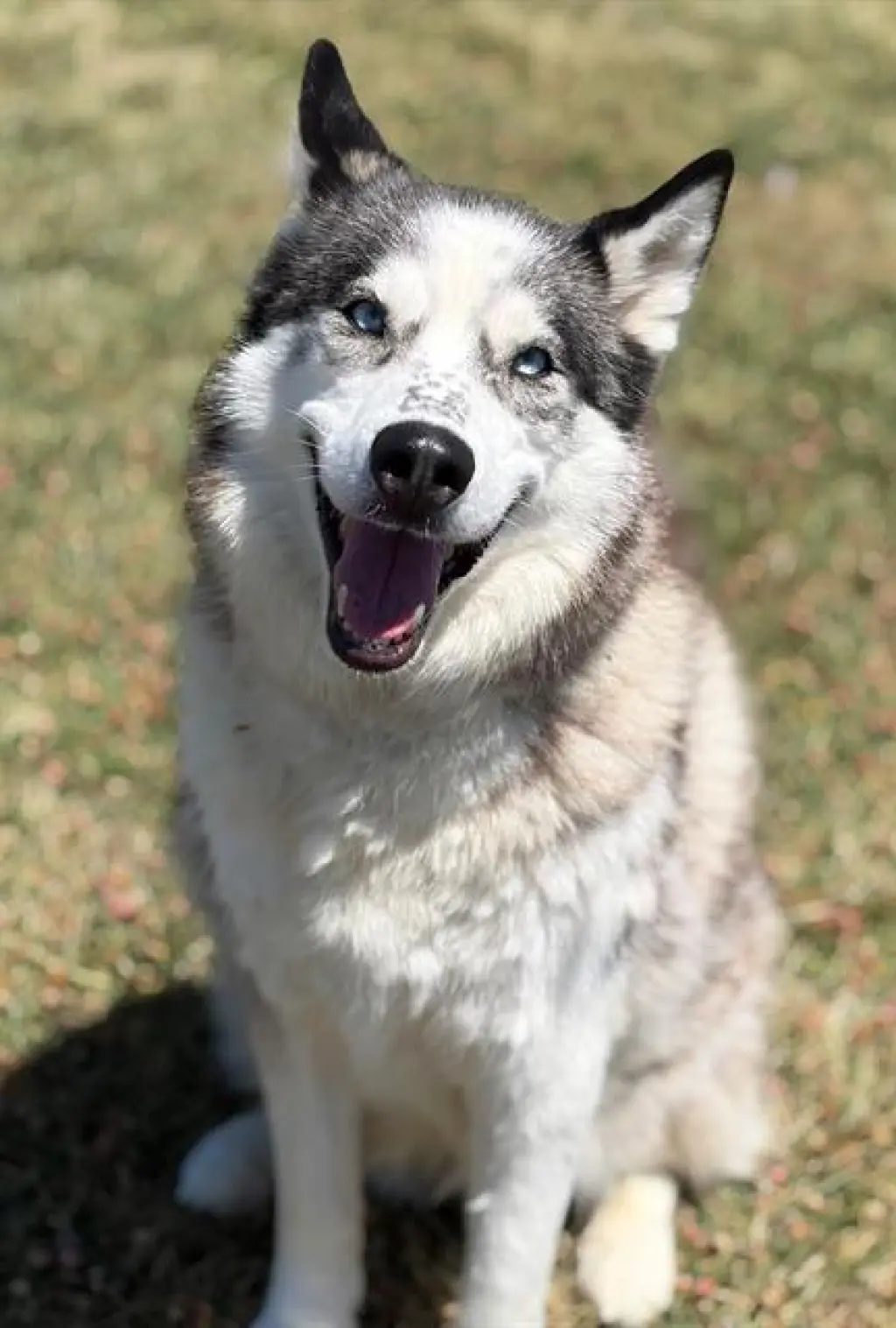BONNIE