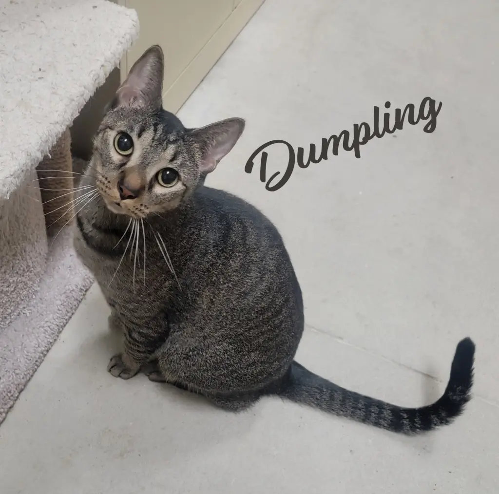 Dumpling #brother-of-Dim-Sum