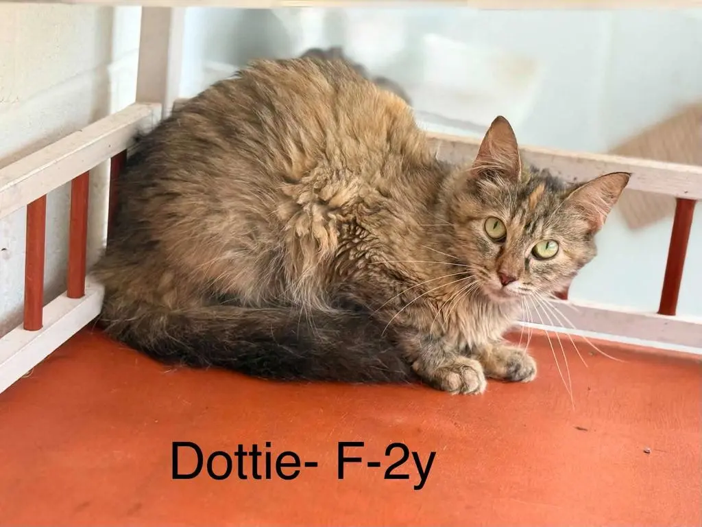 dottie