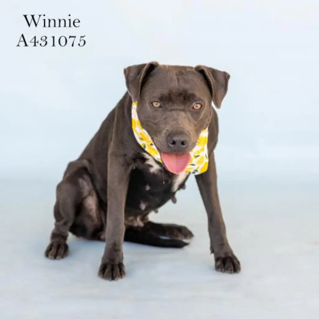 WINNIE