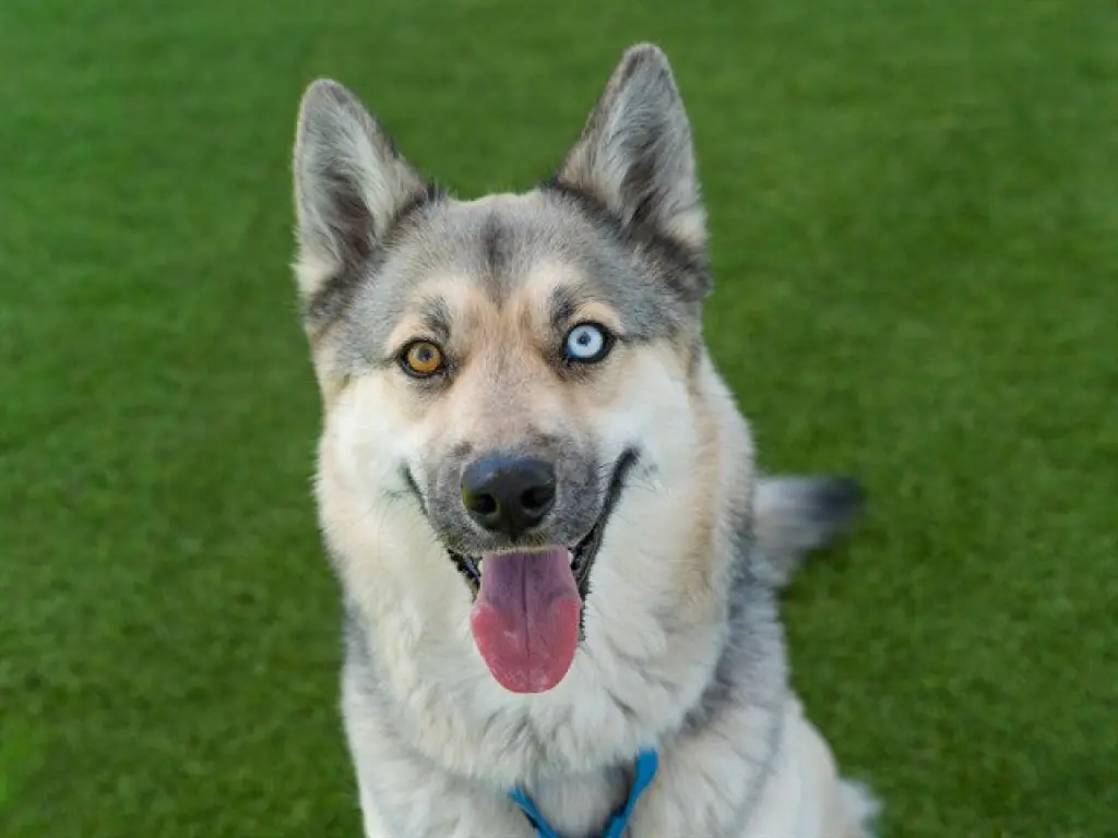 KLONDIKE