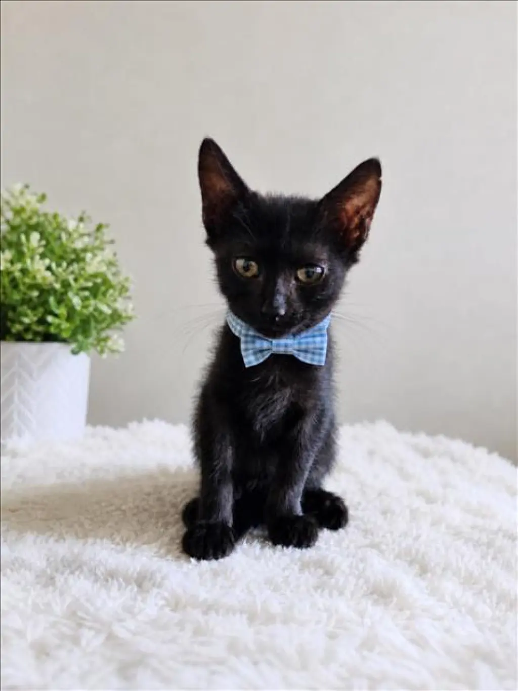 ASTRO