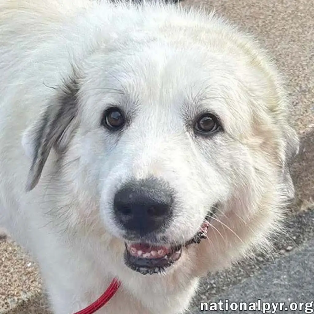 Mellow in OH - Loves To Cuddle!