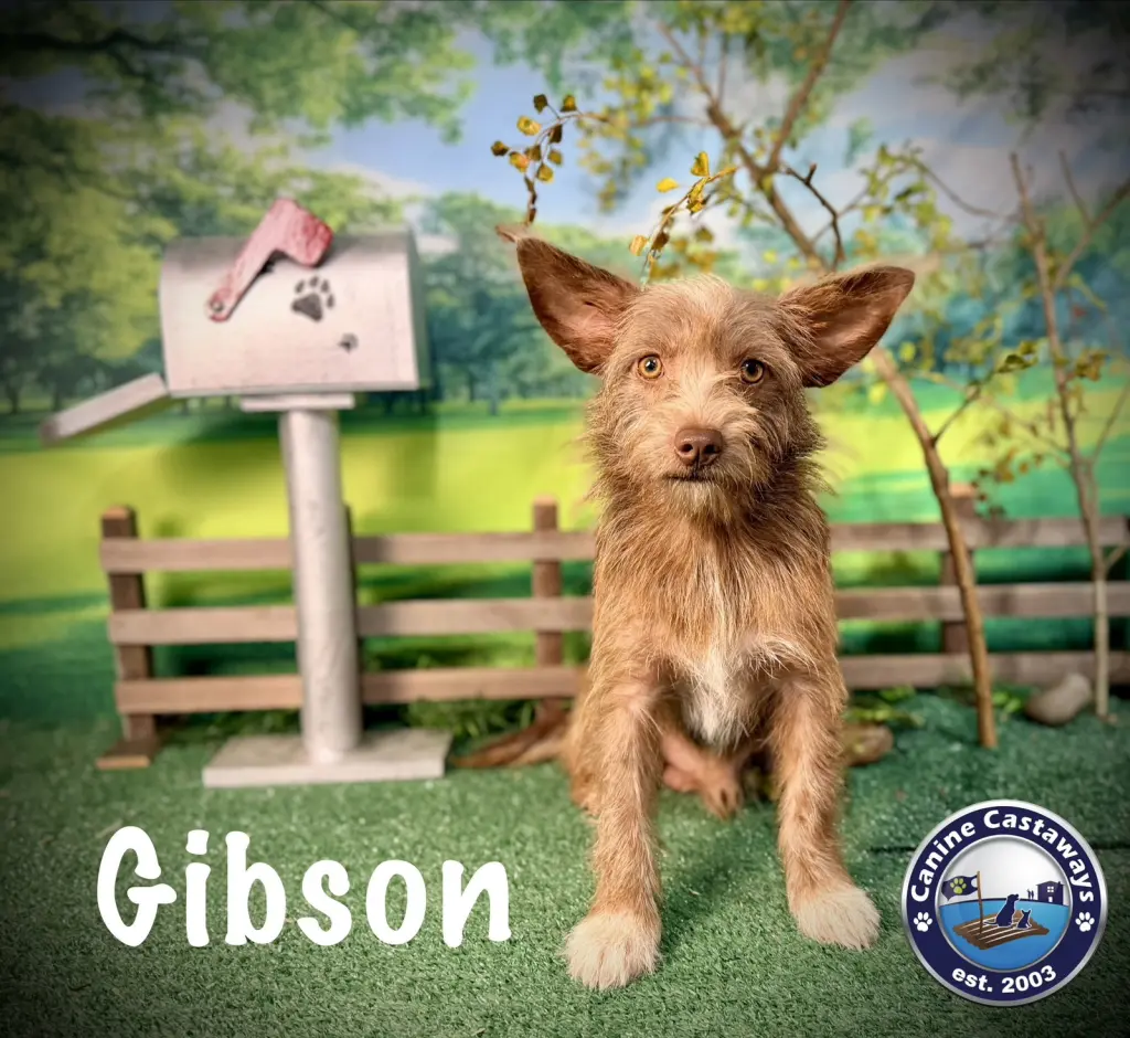 Gibson