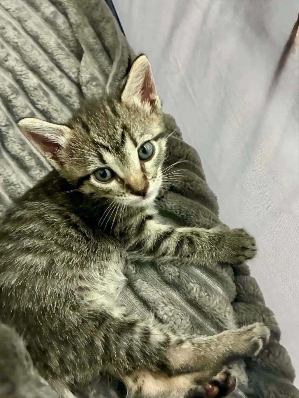 Little Tabby McTab