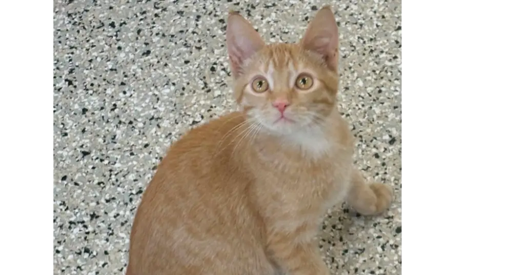 Ron
