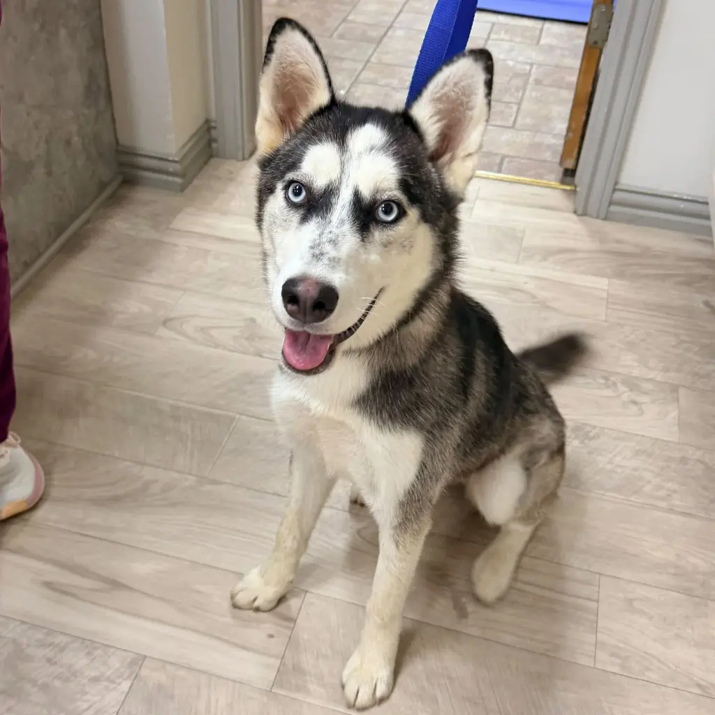 Sashimi *Foster Needed*
