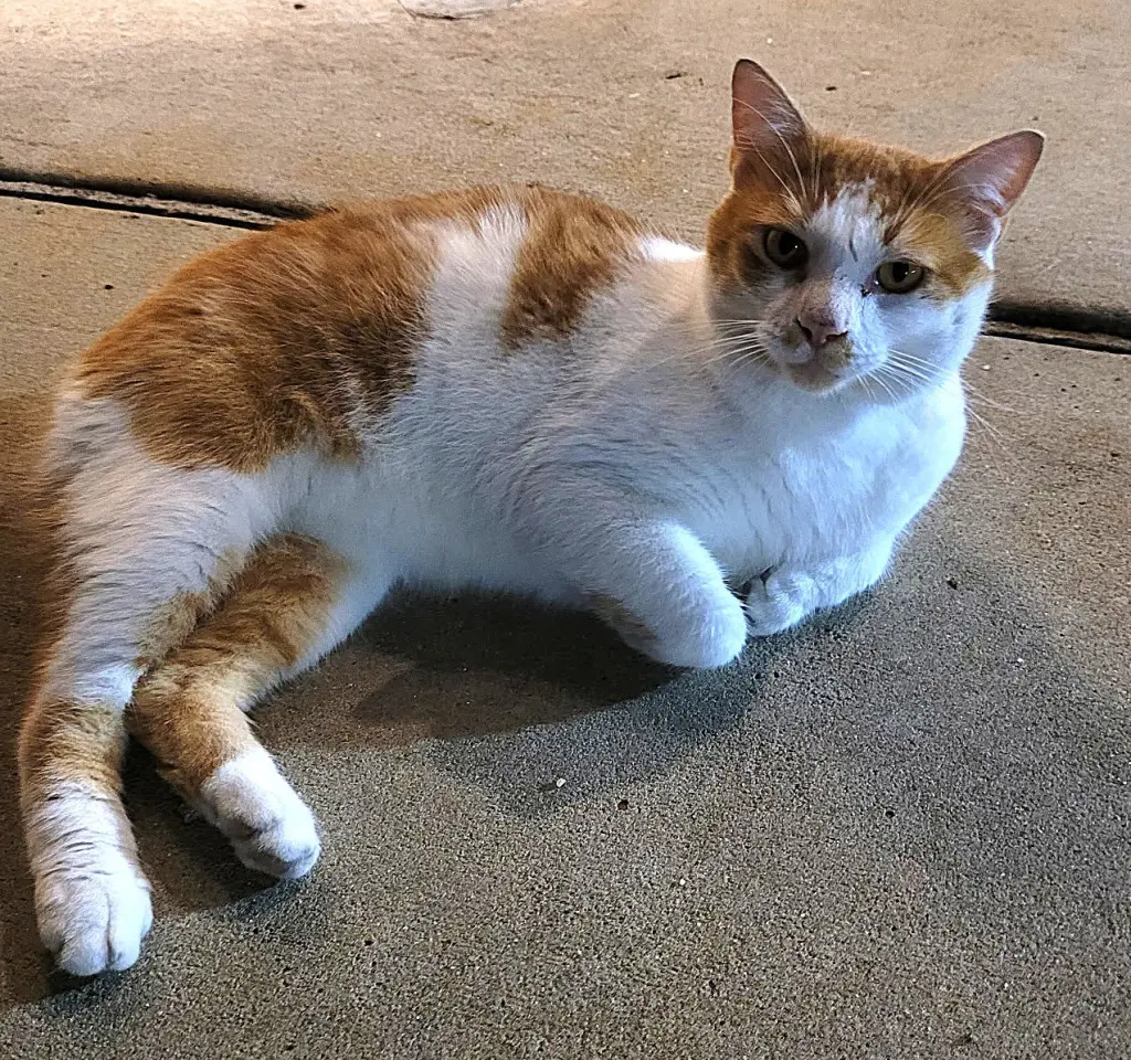 KITTY BOBTAIL BOBBY