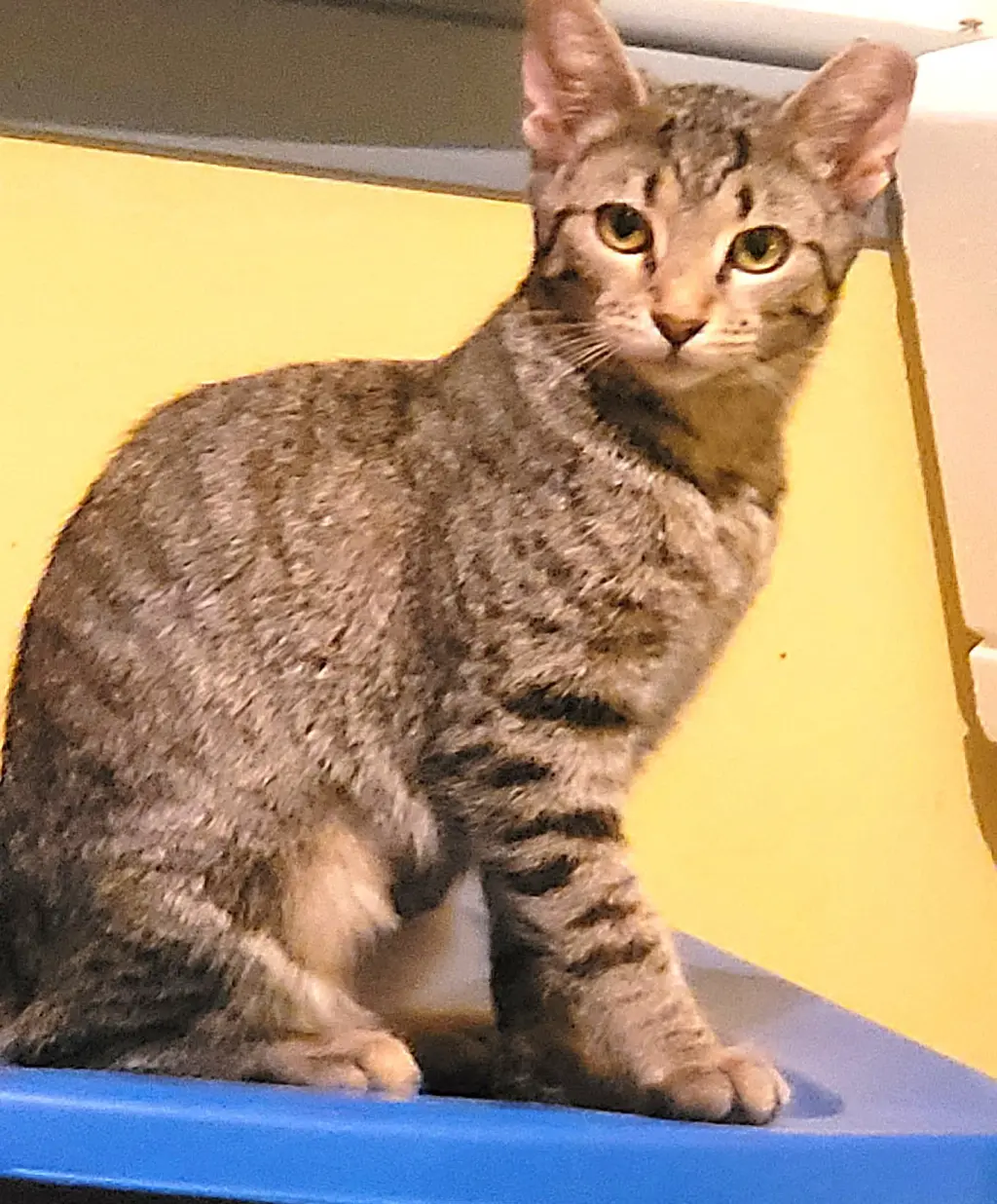 KITTEN MAJOR