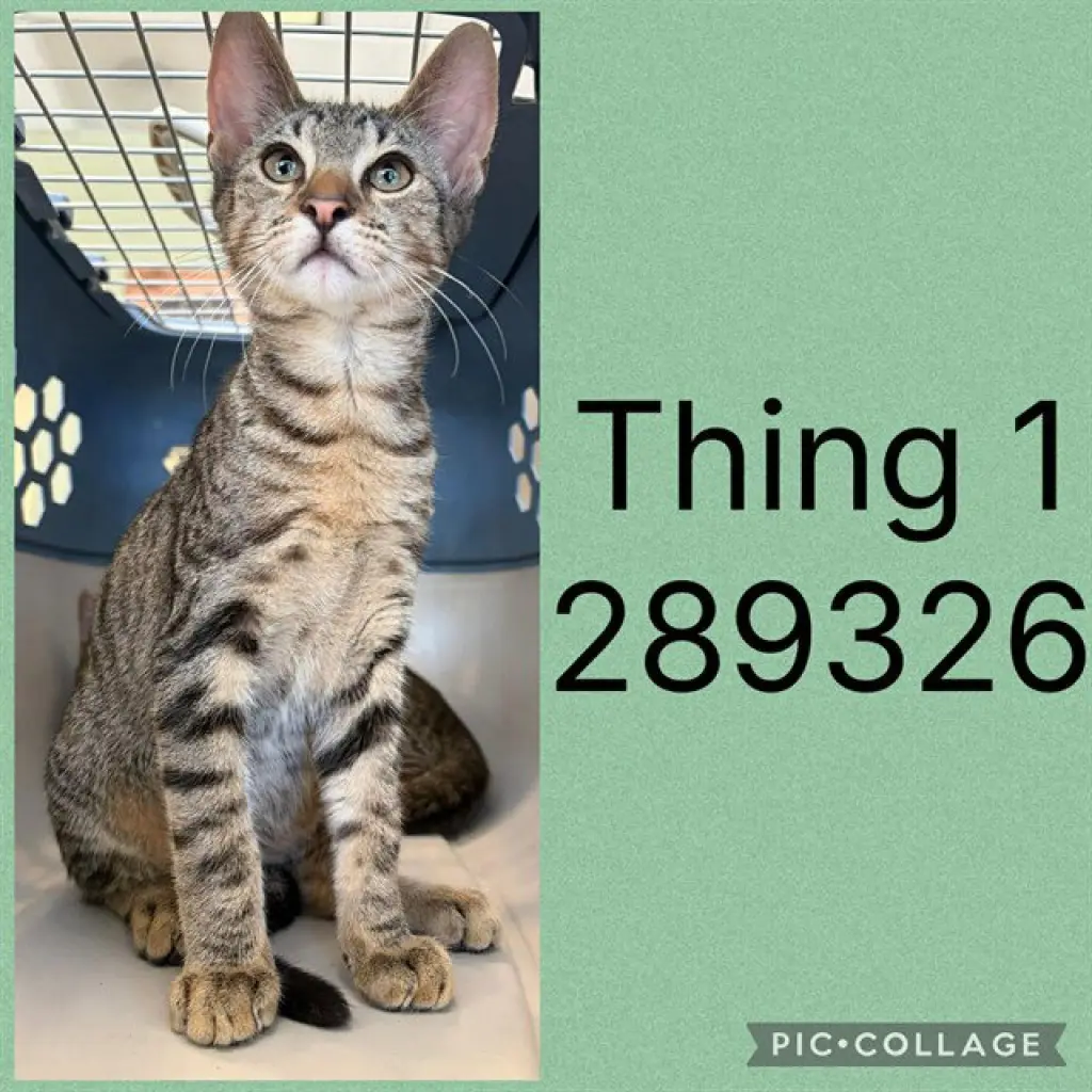 THING 1