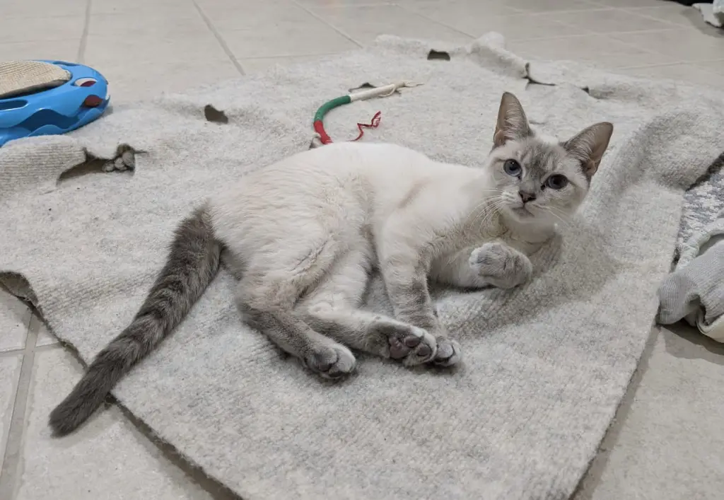 Nutmeg