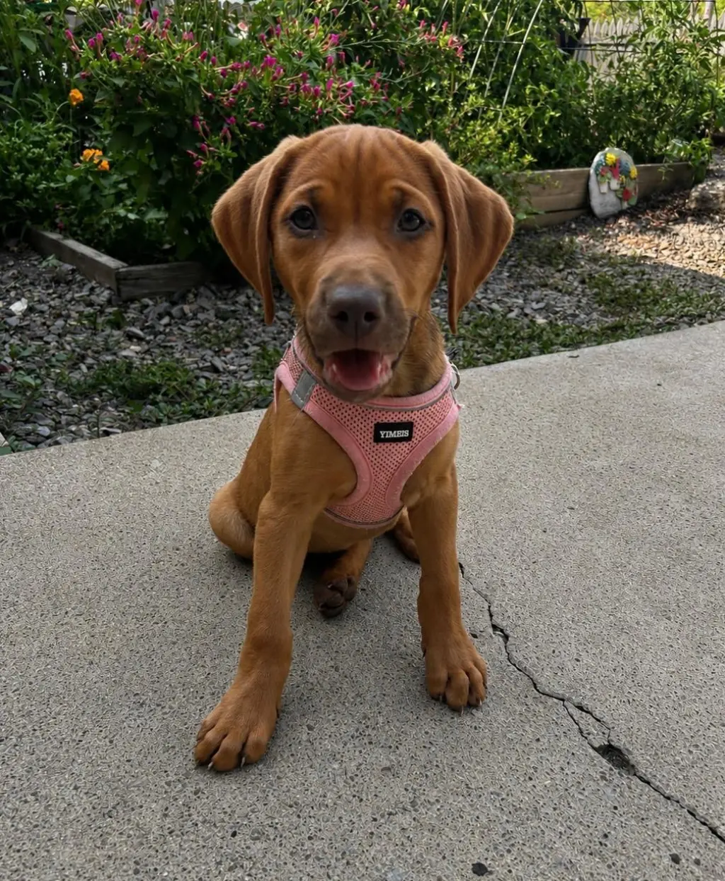 Caramel