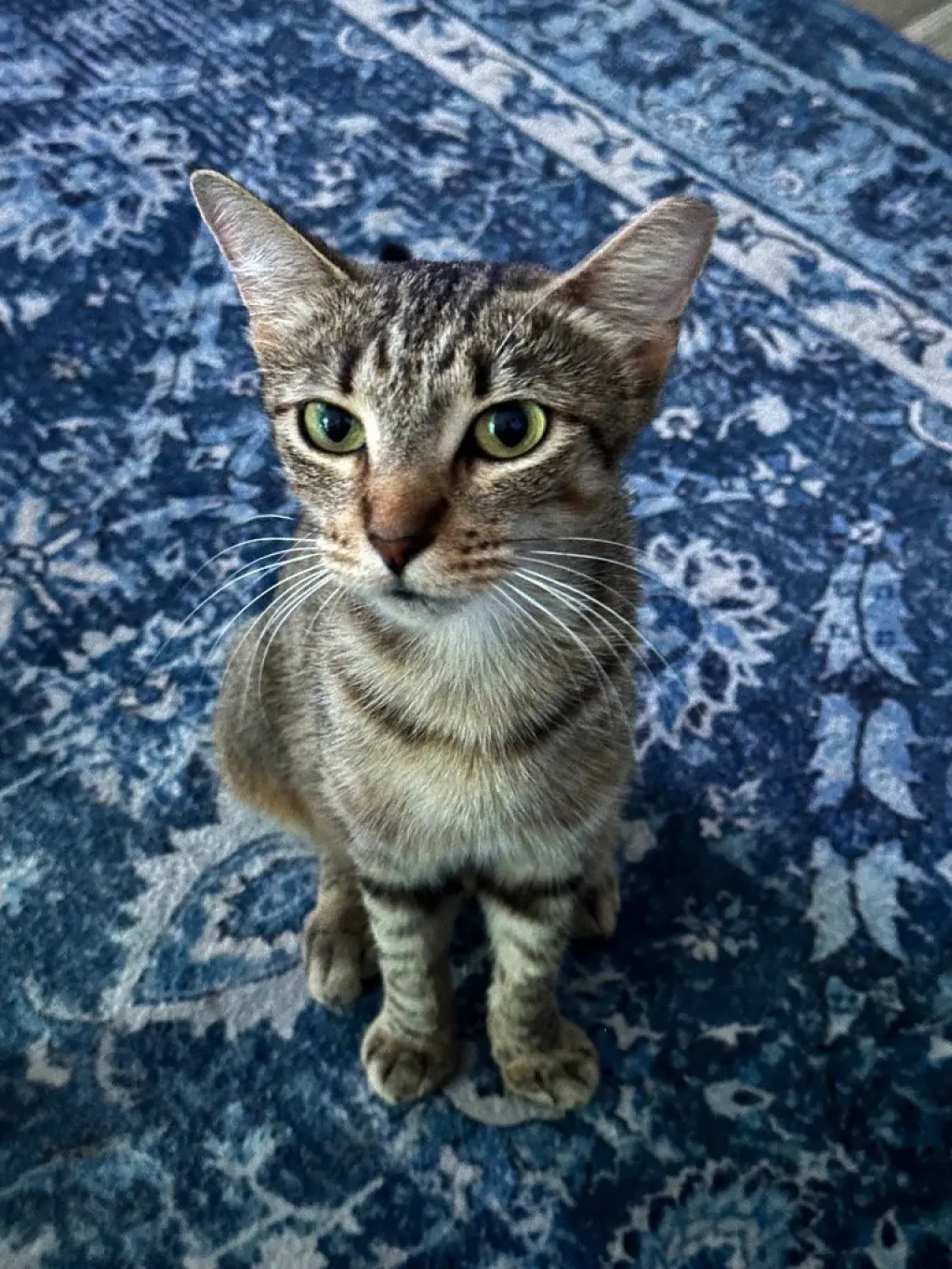 Cinnamon
