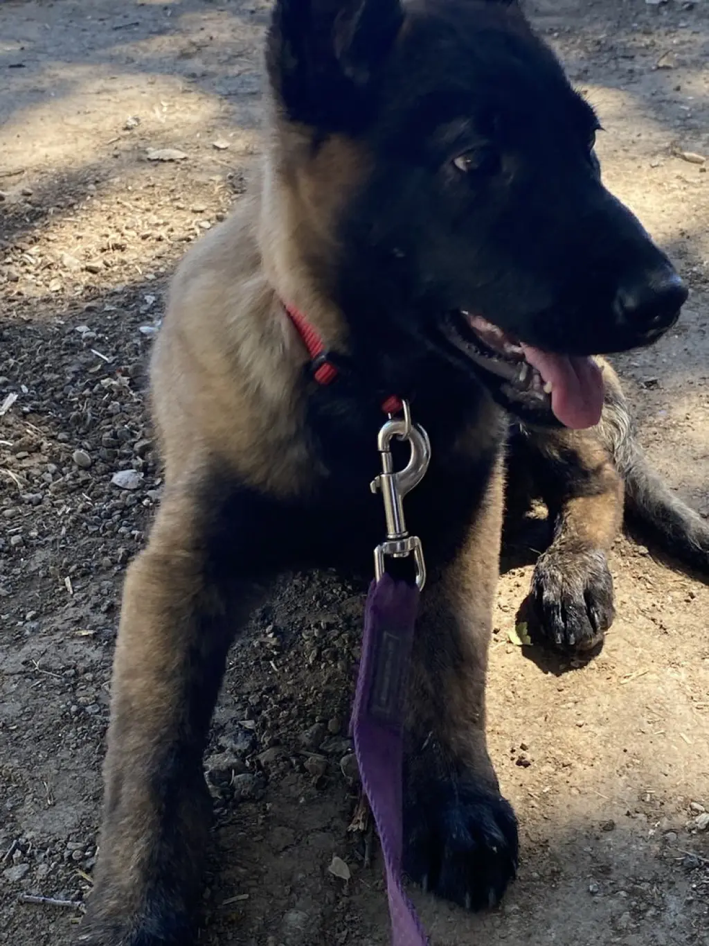 Zora- located in AZ