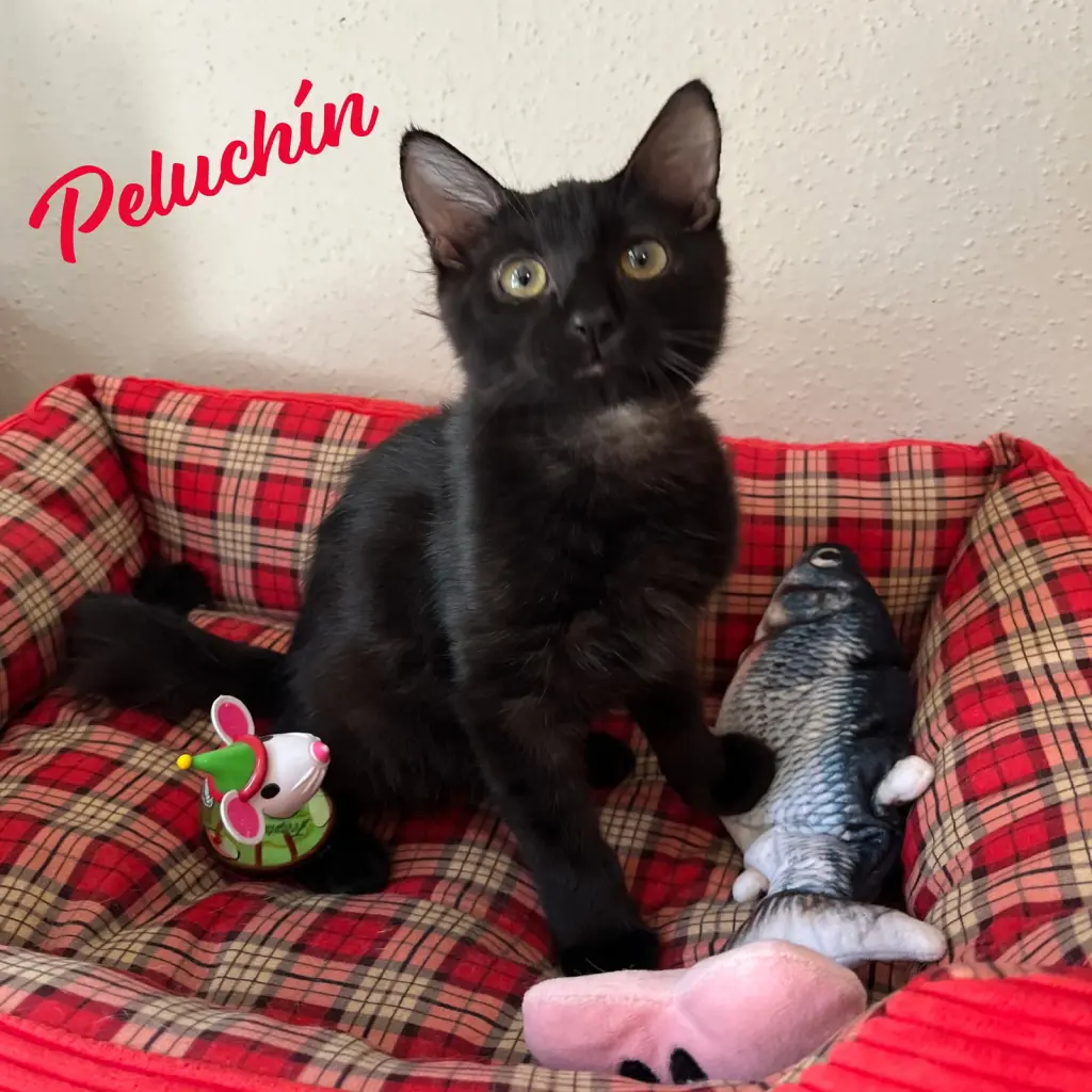 Peluchin #fluffy-lap-cat