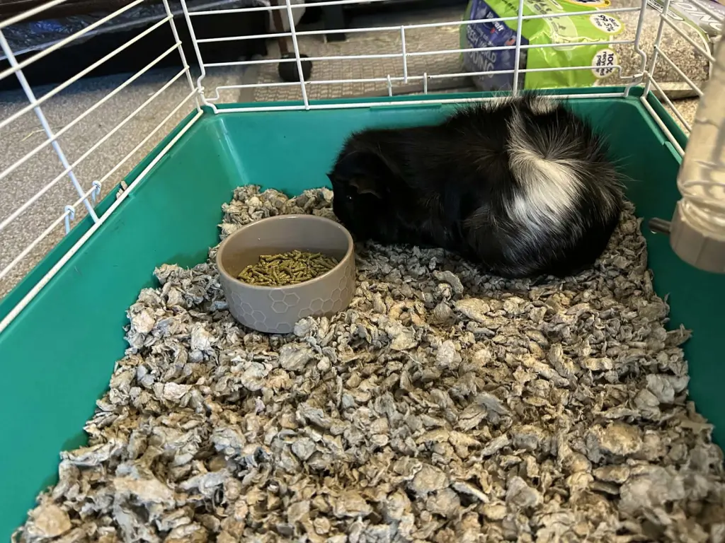 Oreo