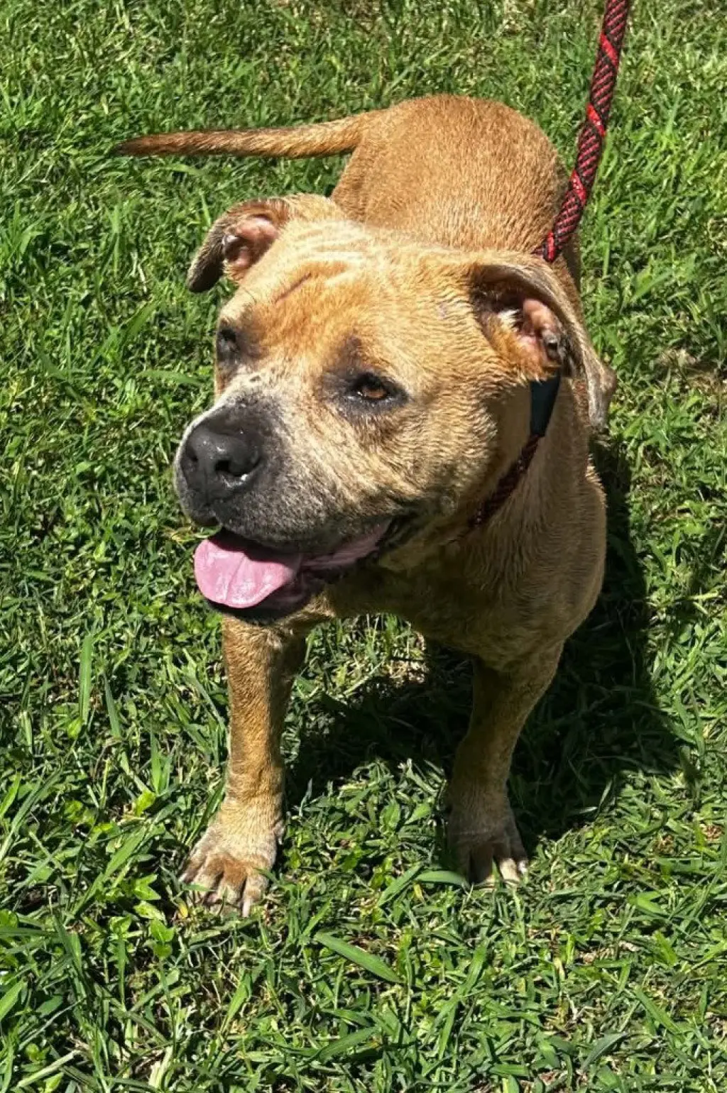 Princess Pittie