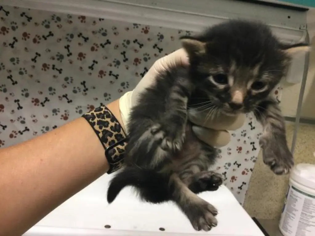 KITKAT