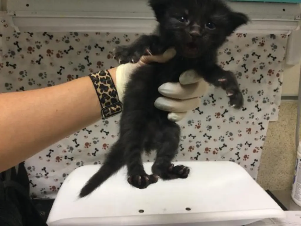 MUSTKTEERE