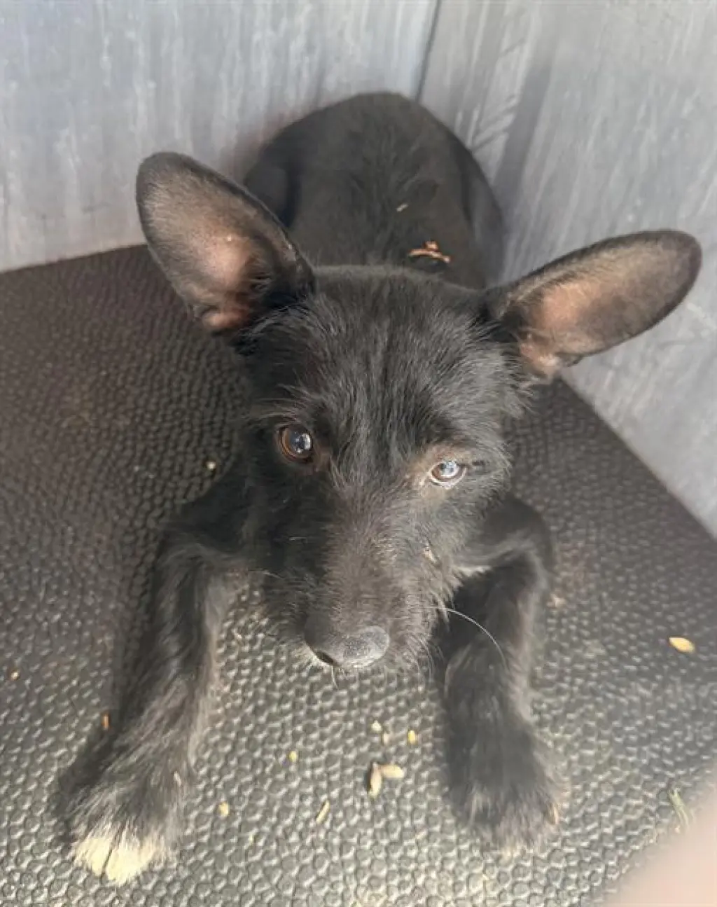 TEDDY