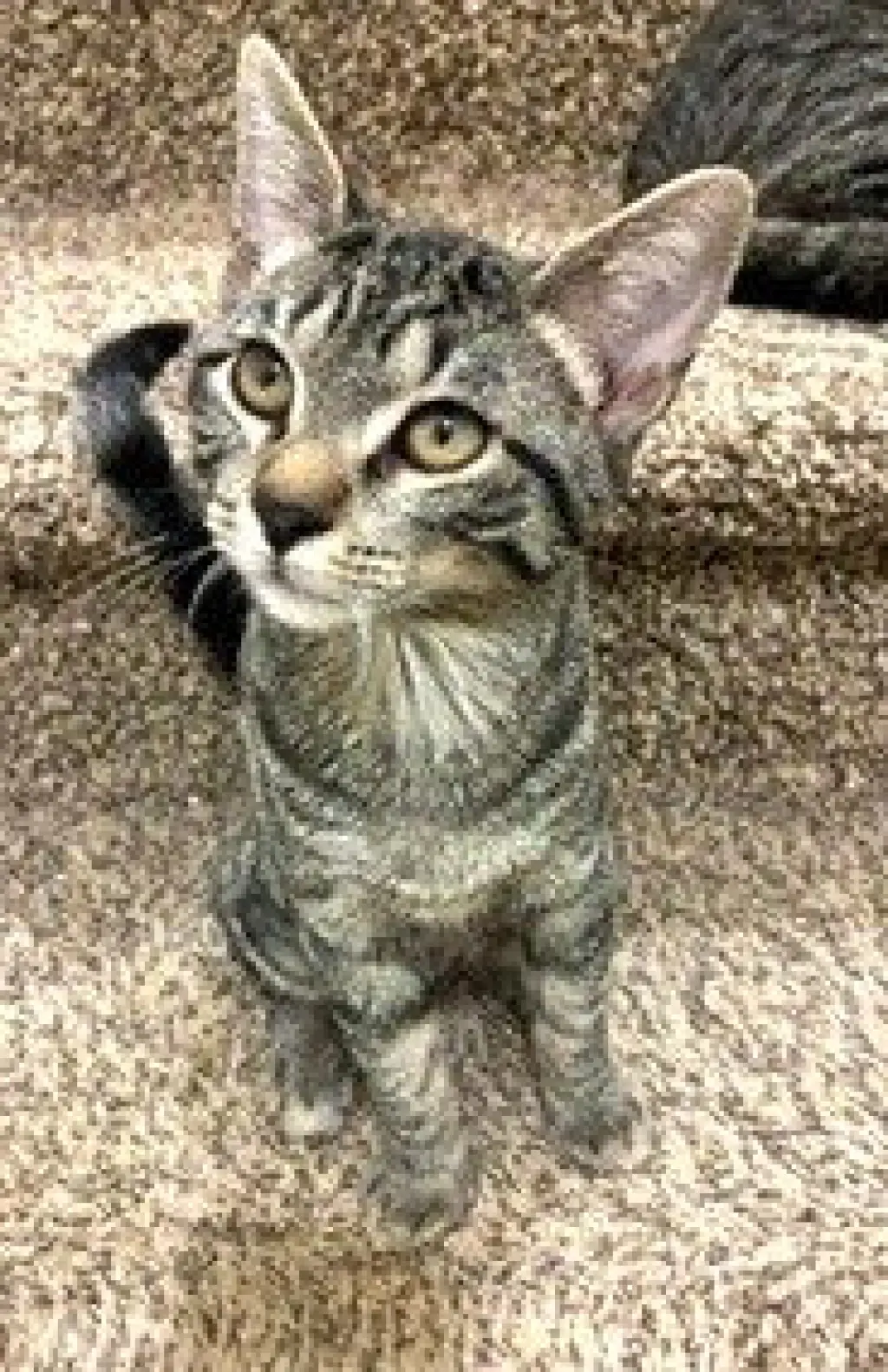 ARTEMIS