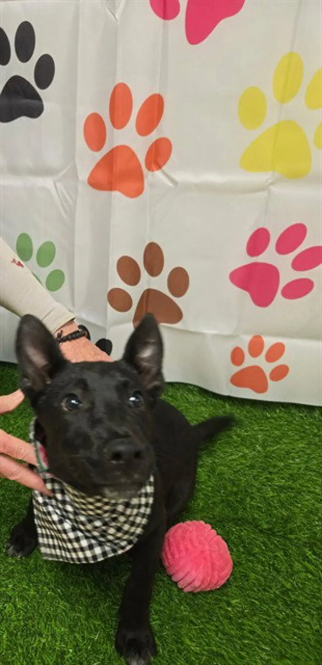 FRENCHIE