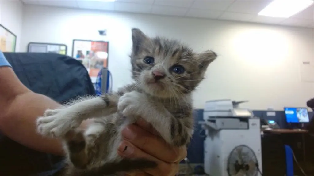 KITTY 1