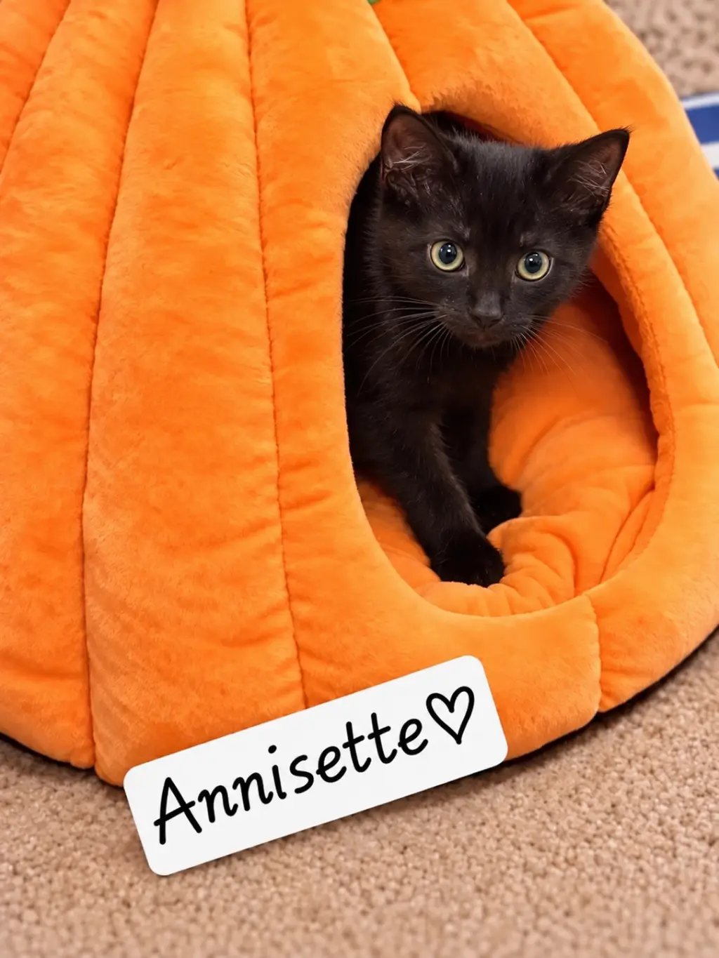 Anisette (FCID# 09/02/2026 0 3 Brandywine PS) C