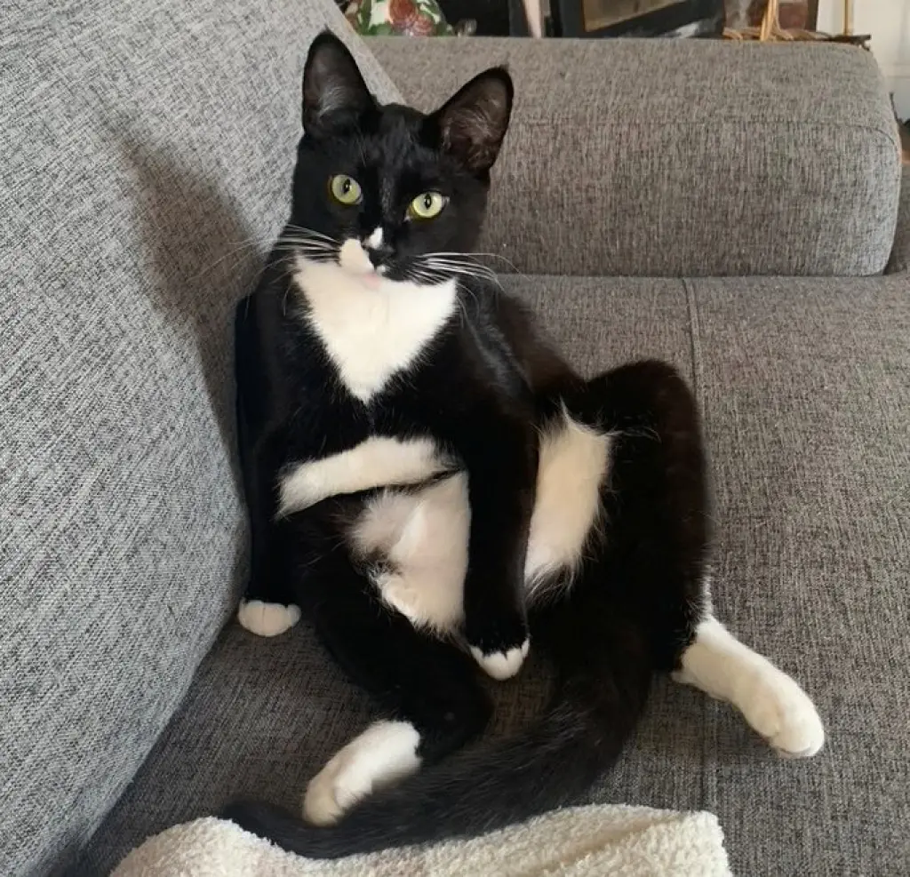 SASSY #2018 - Offered by Owner- Young Tuxedo