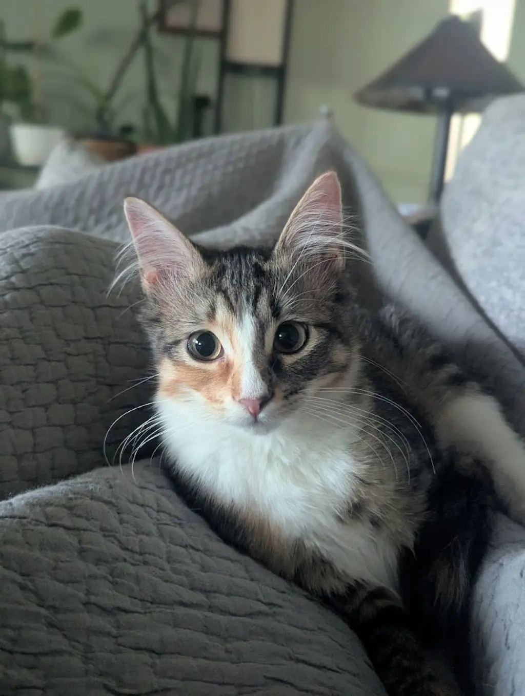 Alanis Meowisette
