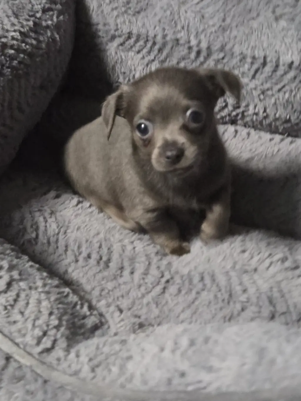 Muffin