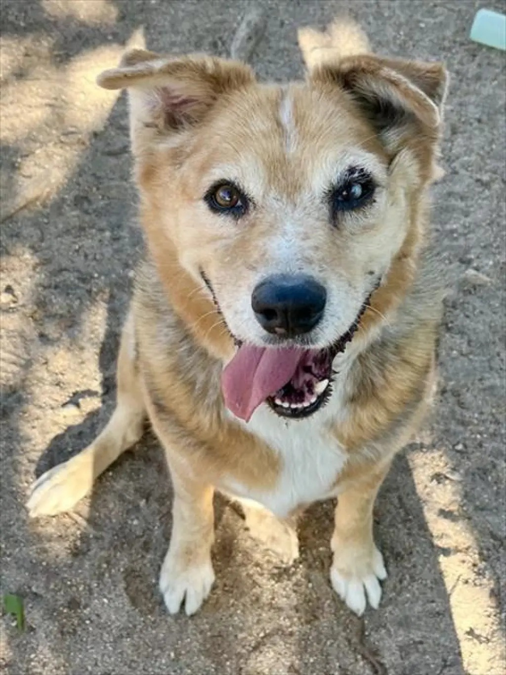 ALI