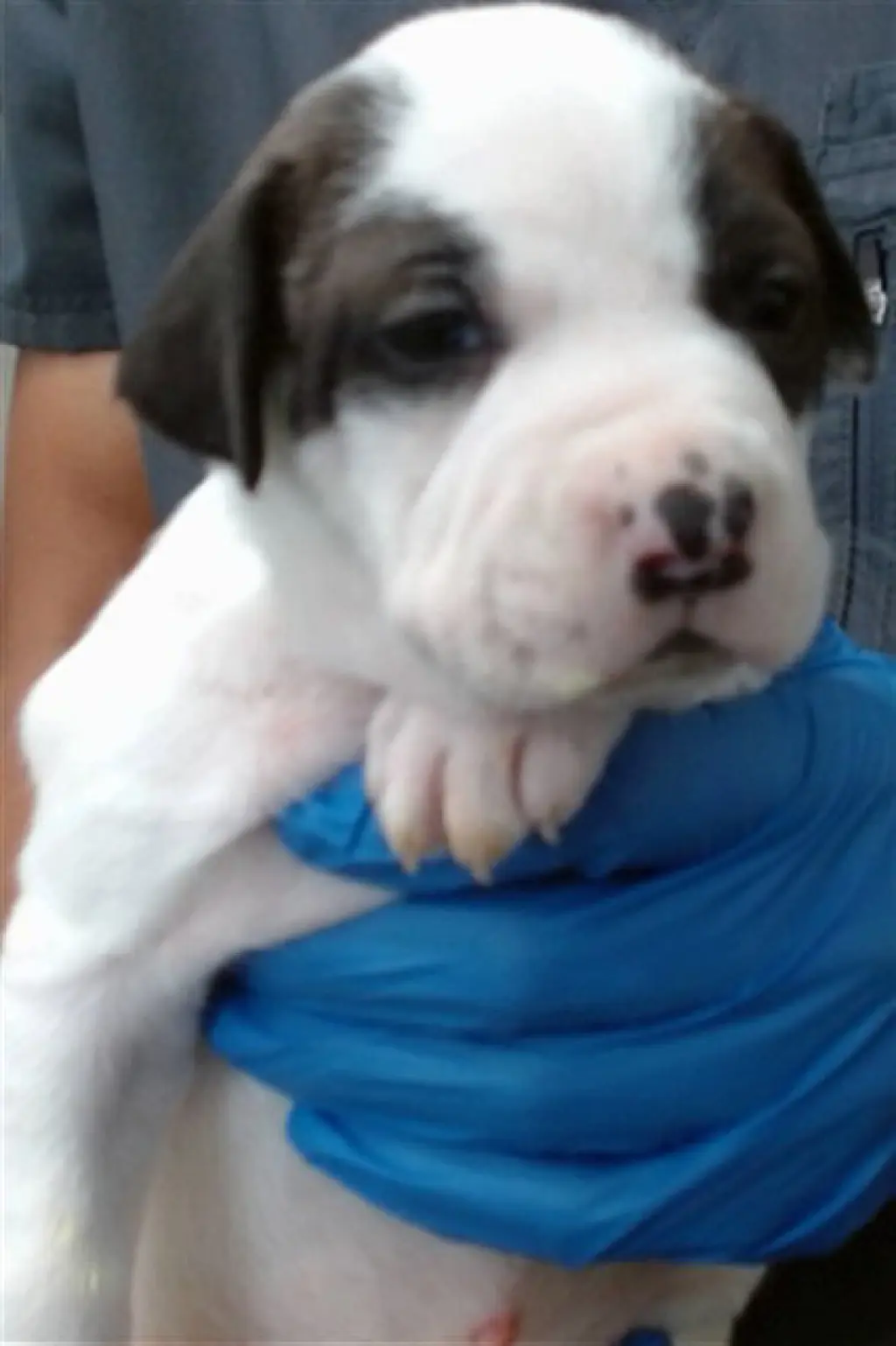 ATHENA