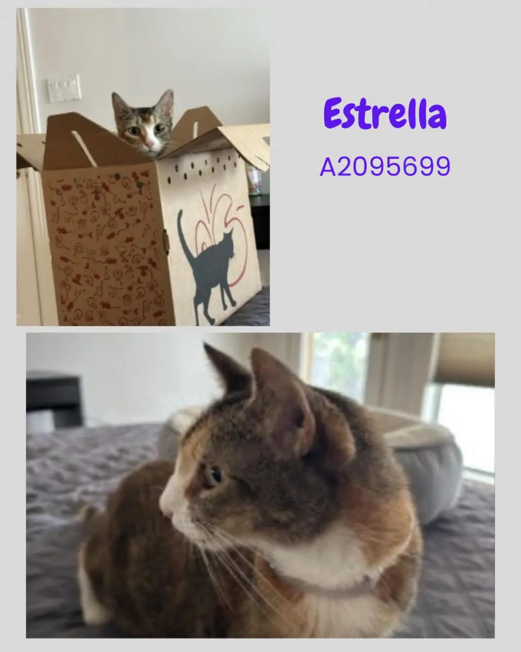ESTRELLA