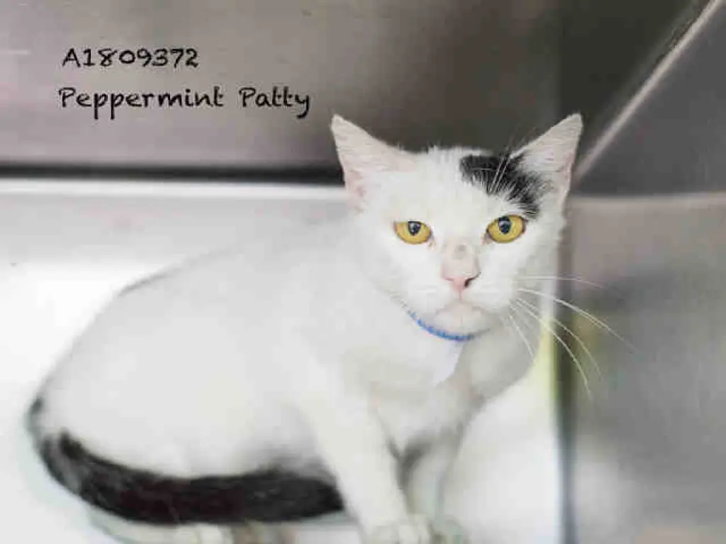 PEPPERMINT PATTY
