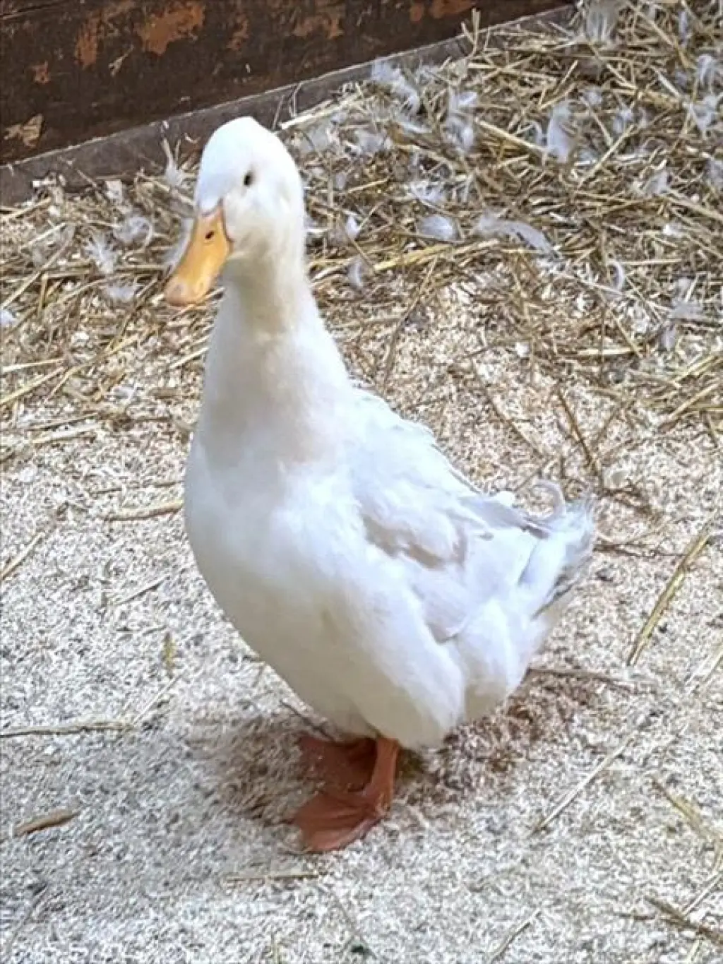 SAMMY